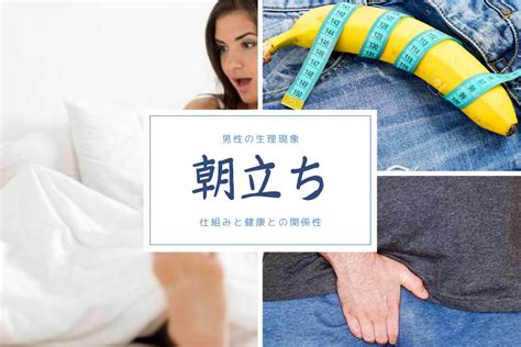 男性が朝立ちする理由と原因・朝立ちしない原因と解。